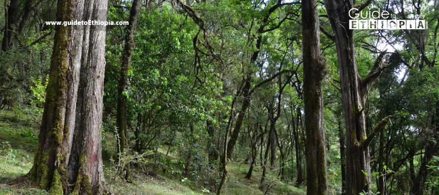 Menagesha-Forest