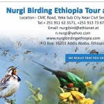 Nurgi-birding-Ethiopia-tour-and-travel